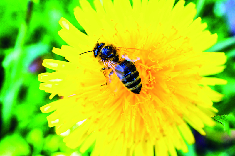 Ateliers jeunesse – Botanique