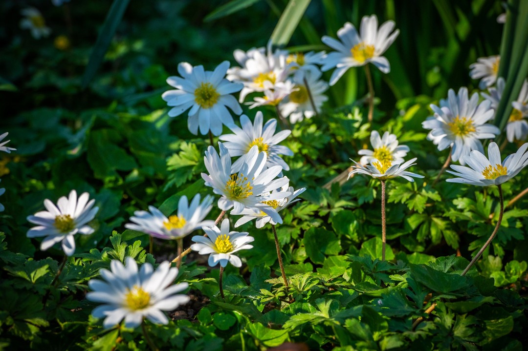 Un peu de poésie….🌸🌼

#fleurs #fleurissement #nature #beautedelanature  #valenciennes #beauxjours #villesetvillagesfleuris
