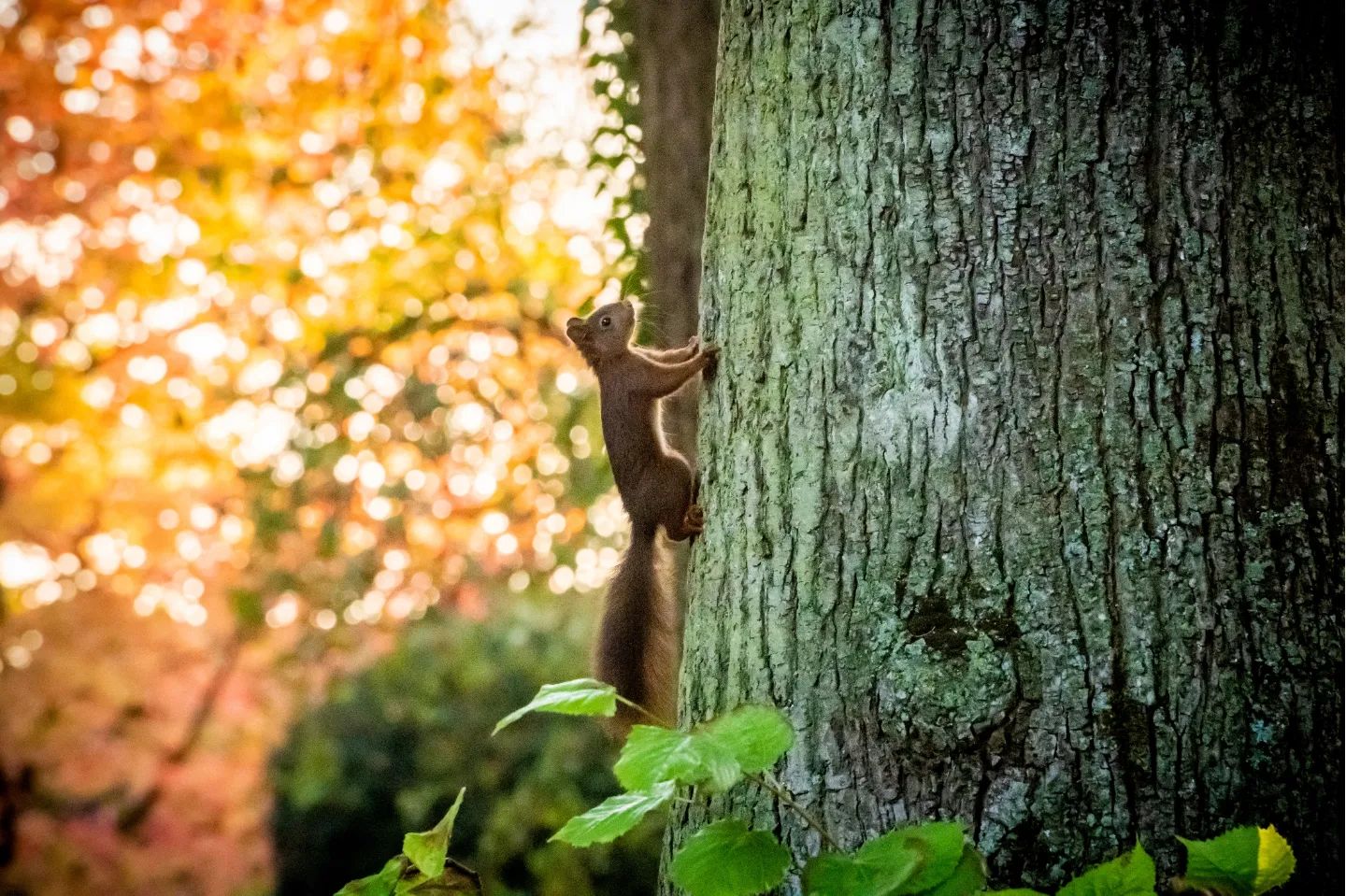 [ Belle rencontre ]🐿️

« Essayer de m’attraper, c’est vous qui serez dupé car sur une branche haute, plus vif que le vent, je saute… » (Extrait poème L’écureuil)

#ecureuil #bellerencontre #nature #valenciennesmetropole #valenciennes #igersvalenciennes #nord #hautsdefrance #automne #couleursdautomne