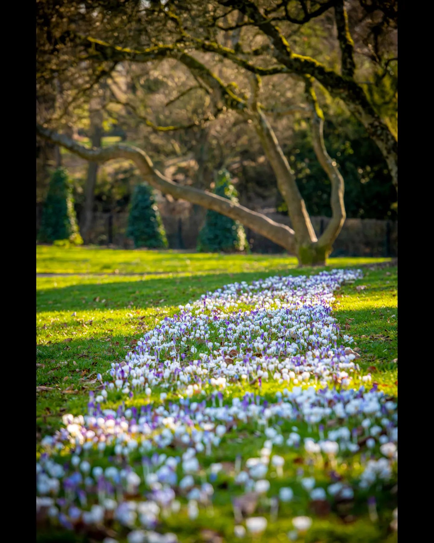 Le printemps refleurit…🤩☀️🌹🌼

#valenciennes #valenciennesmetropole  #valenciennestourismeetcongres #nord #hautsdefrance #fleurissement #printemps #arrivédesbeauxjours #fleurs #nature #parc #bellejournee