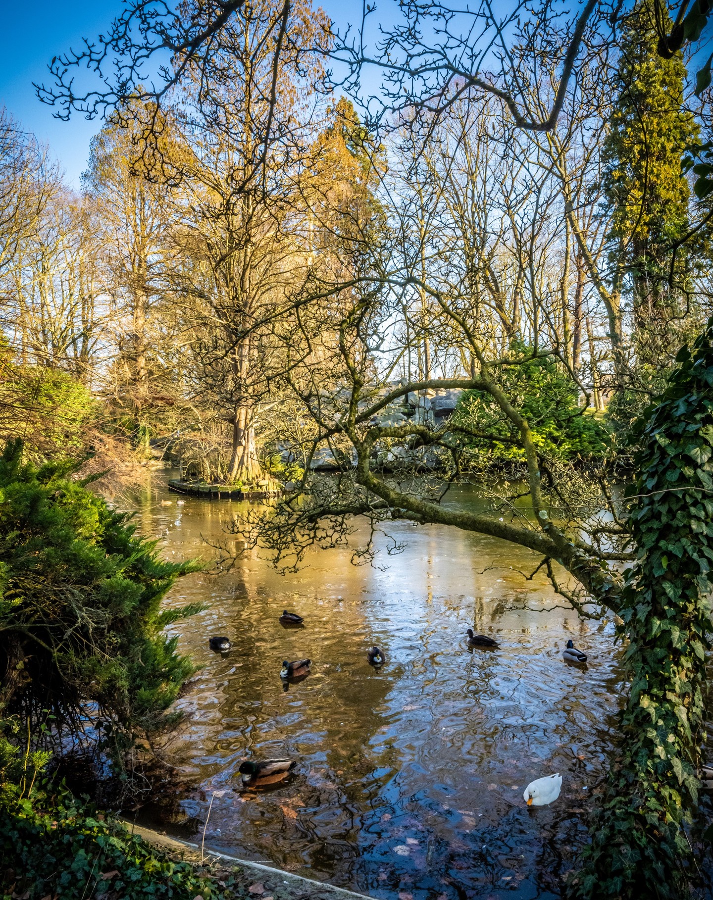 Petite baignade au Parc de la Rhônelle 🦆 

#valenciennes #valenciennes_maville #valenciennesmetropole #valenciennestourismeetcongres #igersvalenciennes #nord #hautsdefrance #pintemps #nordmylove #nordtourisme #hdf_en_photos #departement59 #nordpasdecalais