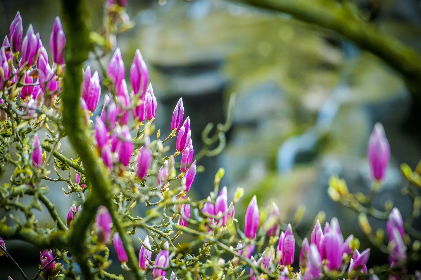Et nos parcs refleurissent….🌸🙂

#valenciennes #valenciennes_maville #valenciennesmetropole #valenciennestourismeetcongres #igersvalenciennes #nord #hautsdefrance #pintemps #nordmylove #nordtourisme #hdf_en_photos #departement59 #nordpasdecalais #fleurissement #fleurs #nature #parc
