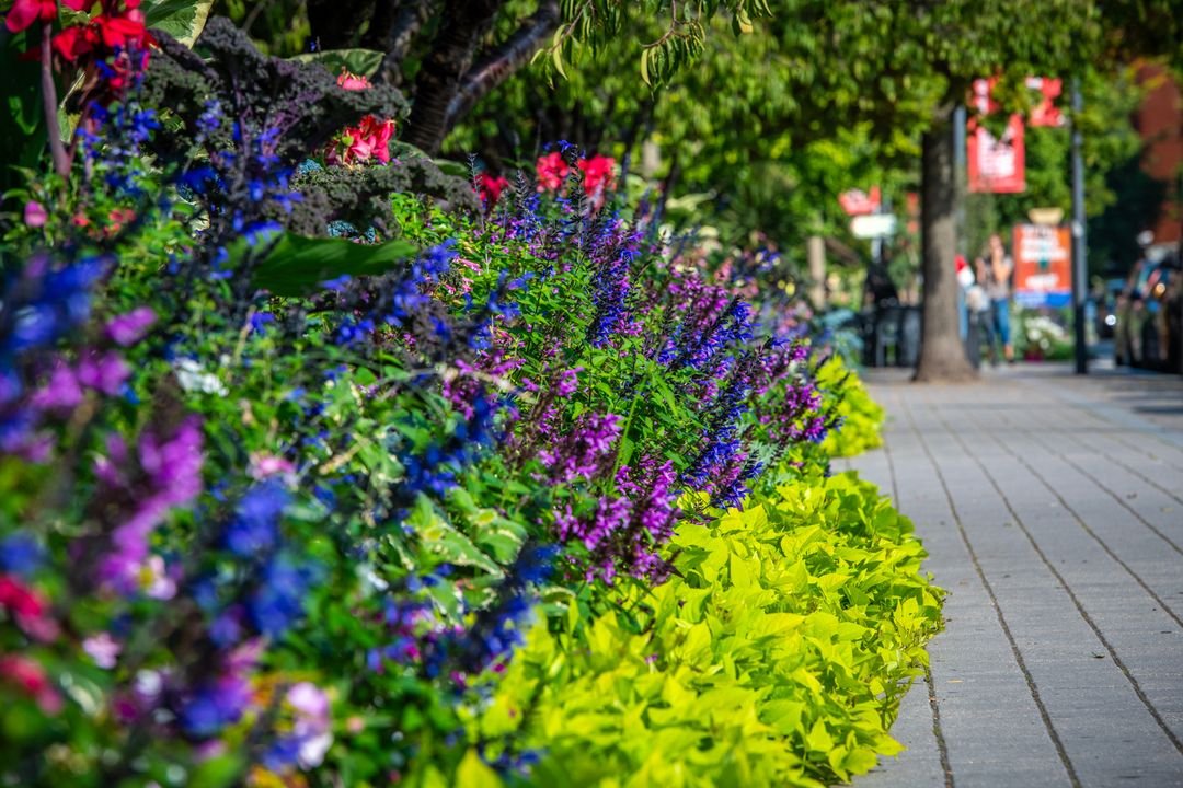 [🌺🌸Villes et Villages Fleuris🌺🌸] La Fleur d’Or, plus haute distinction du label des Villes et Villages Fleuris, vient d’être décernée à notre ville en reconnaissance de la qualité exceptionnelle de son verdissement et fleurissement.
+ d’infos 👇