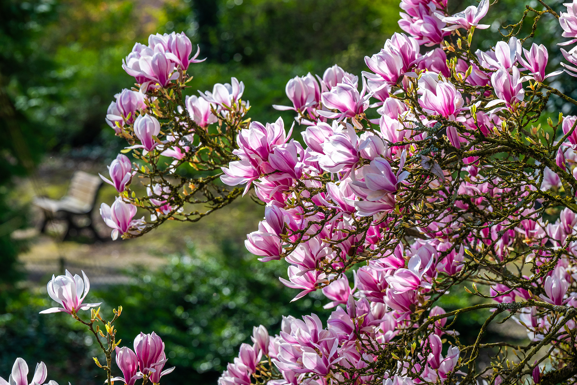En attendant le printemps 🌸

#parc #nature #fleurs #printemps #floraison
#valenciennestourismeetcongres #valenciennesmetropole #touslesvalenciennoisici #tlvi #nordpasdecalais #hdf_en_photos #hautsdefrance #departement59 #monnordenor #igersvalenciennes #Nord #hautsdefrance #nordmylove