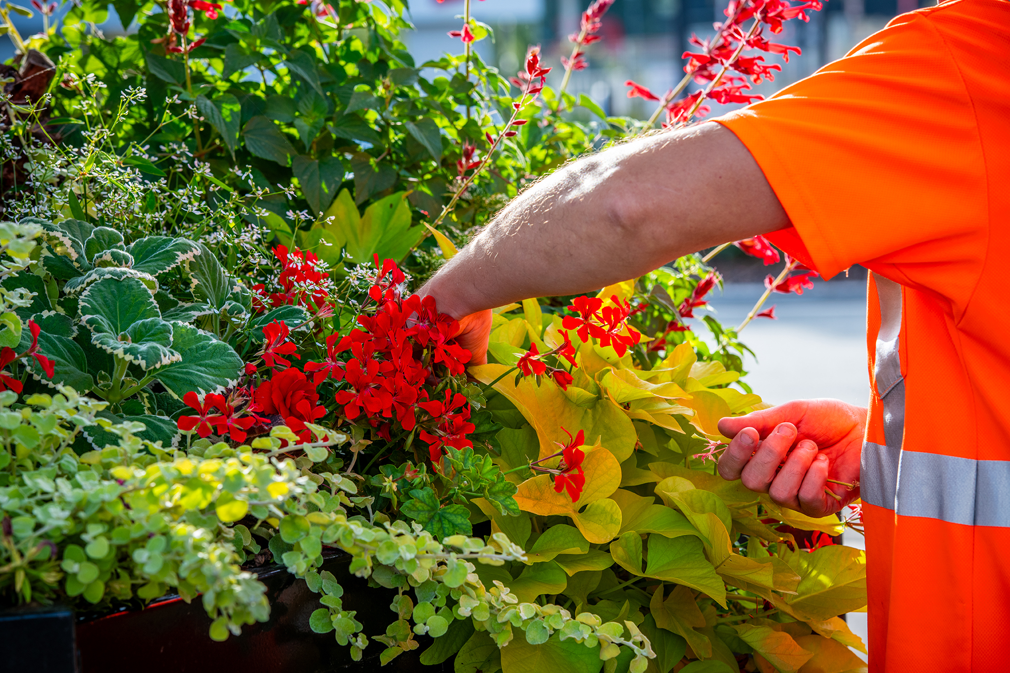 🌱✨ Valenciennes en fleurs : la magie prend vie aux serres municipales ! ✨🌱

Chaque année, près de 150 000 plantes et vivaces y prennent vie, grâce au travail acharné de l’équipe 💪. En ce moment, c’est l’heure du rempotage, une #mission incontournable pour nos jardiniers passionnés 🌼.

Dans quelques semaines, les 750 m² des serres seront métamorphosés en un véritable tableau coloré, prêt à embellir les massifs de #Valenciennes 🌸🌿😍.

#NatureEnVille #ValenciennesEnFleurs 🌷

#valenciennestourismeetcongres #valenciennesmetropole #touslesvalenciennoisici #tlvi #nordpasdecalais #hdf_en_photos #hautsdefrance #departement59 #monnordenor #igersvalenciennes #Nord #hautsdefrance #nordmylove