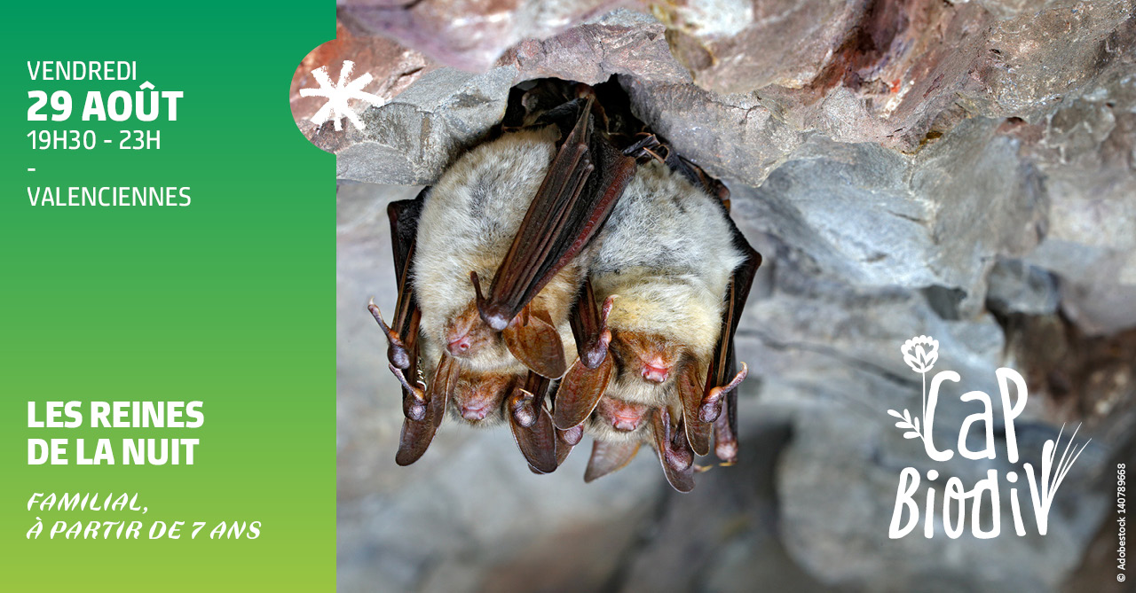 🦇 𝗣𝗹𝗼𝗻𝗴𝗲𝘇 𝗱𝗮𝗻𝘀 𝗹𝗮 𝗻𝘂𝗶𝘁 𝗮̀ 𝗹𝗮 𝗿𝗲𝗻𝗰𝗼𝗻𝘁𝗿𝗲 𝗱𝗲𝘀 𝗰𝗵𝗮𝘂𝘃𝗲𝘀-𝘀𝗼𝘂𝗿𝗶𝘀 ! 🌙
Le vendredi 29 août à Valenciennes, vivez une soirée unique :

🎭 19h30 – 20h30 : Spectacle décalé “Chauve qui peut” (à partir de 9 ans)
🚶‍♀️ 20h30 – 23h : Balade nocturne à la rencontre des chauves-souris (à partir de 7 ans)

👉 Gratuit – sur inscription (places limitées) : https://www.valenciennes.fr/agenda/la-nuit-de-la-chauve-souris/

ℹ + 𝗱’𝗶𝗻𝗳𝗼𝘀 : 
Lien de l’événement : https://fb.me/e/8J2WqLyTL