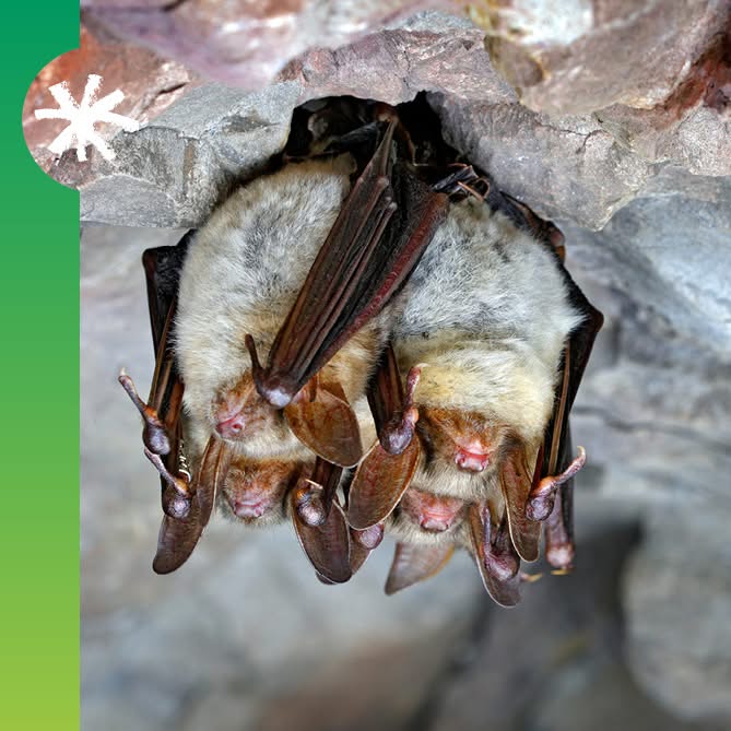 🦇✨ 𝗦𝗼𝗶𝗿𝗲́𝗲 𝘀𝗽𝗲́𝗰𝗶𝗮𝗹𝗲 𝗰𝗵𝗮𝘂𝘃𝗲𝘀-𝘀𝗼𝘂𝗿𝗶𝘀 – 𝟭𝟵 𝘀𝗲𝗽𝘁𝗲𝗺𝗯𝗿𝗲 ✨🦇
Celles qu’on appelle les « Reines de la nuit » sont à l’honneur en septembre avec une nouvelle soirée organisée par le Parc naturel régional !

👉 Initialement prévue le 29 août, la soirée est reportée au 19 septembre en espérant que la météo soit plus clémente cette fois.

📅 𝗣𝗿𝗼𝗴𝗿𝗮𝗺𝗺𝗲
🕢 De 19h30 à 20h30 : 𝒔𝒑𝒆𝒄𝒕𝒂𝒄𝒍𝒆-𝒄𝒐𝒏𝒇𝒆́𝒓𝒆𝒏𝒄𝒆 « 𝑪𝒉𝒂𝒖𝒗𝒆 𝒒𝒖𝒊 𝒑𝒆𝒖𝒕 ». Après une immersion de plusieurs nuits parmi les chauves-souris, Bernard Dreudon vous invite à entrer dans leur univers. Entre humour et réflexion, il se glisse dans la peau d’une chauve-souris et tord le cou aux idées reçues… avec en prime quelques confidences de Batman !
🎭 Spectacle-conférence à partir de 9 ans.

ℹ  𝗜𝗻𝗳𝗼𝘀 𝗲𝘁 𝗶𝗻𝘀𝗰𝗿𝗶𝗽𝘁𝗶𝗼𝗻 👉